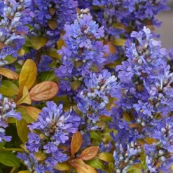 Fancy Finch Ajuga (Bugleweed) - 5 Pack Of Quart Pots 10 Fancy Finch Ajuga (Bugleweed) - 5 Pack Of Quart Pots -Garden Supplies Sales 2024 ajuga fancy finch 10