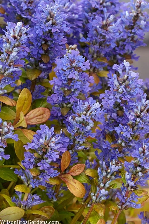 Fancy Finch Ajuga (Bugleweed) - 5 Pack Of Quart Pots 4 Fancy Finch Ajuga (Bugleweed) - 5 Pack Of Quart Pots - Image 4