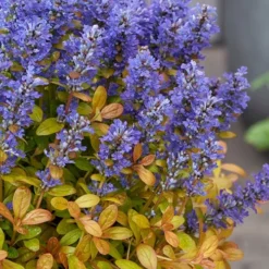 Fancy Finch Ajuga (Bugleweed) - 5 Pack Of Quart Pots 12 Fancy Finch Ajuga (Bugleweed) - 5 Pack Of Quart Pots -Garden Supplies Sales 2024 ajuga fancy finch 12