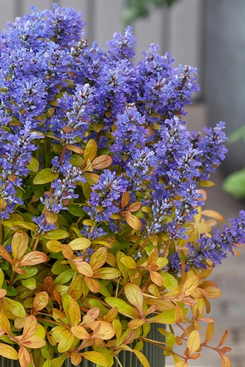 Fancy Finch Ajuga (Bugleweed) - 5 Pack Of Quart Pots 6 Fancy Finch Ajuga (Bugleweed) - 5 Pack Of Quart Pots - Image 6
