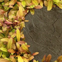 Fancy Finch Ajuga (Bugleweed) - 5 Pack Of Quart Pots 13 Fancy Finch Ajuga (Bugleweed) - 5 Pack Of Quart Pots -Garden Supplies Sales 2024 ajuga fancy finch 5