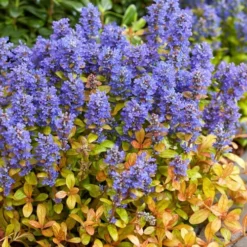 Fancy Finch Ajuga (Bugleweed) - 5 Pack Of Quart Pots 11 Fancy Finch Ajuga (Bugleweed) - 5 Pack Of Quart Pots -Garden Supplies Sales 2024 ajuga fancy finch 7