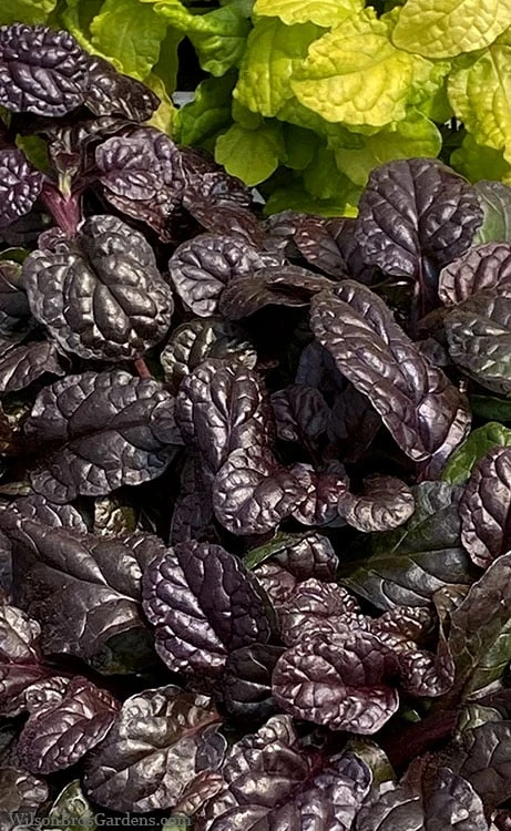 Fierce Falcon Ajuga (Bugleweed) - 5 Pack Of Quart Pots -Garden Supplies Sales 2024 ajuga fierce falcon 2