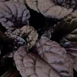 Fierce Falcon Ajuga (Bugleweed) - 5 Pack Of Quart Pots 8 Fierce Falcon Ajuga (Bugleweed) - 5 Pack Of Quart Pots -Garden Supplies Sales 2024 ajuga fierce falcon 3