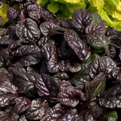 Fierce Falcon Ajuga (Bugleweed) - 5 Pack Of Quart Pots 9 Fierce Falcon Ajuga (Bugleweed) - 5 Pack Of Quart Pots -Garden Supplies Sales 2024 ajuga fierce falcon 4