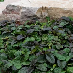 Bronze Beauty Ajuga (Bugleweed) - 36 Pack Of 3.5" Pint Pots -Garden Supplies Sales 2024 ajuga reptans bronze beauty bugleweed 100