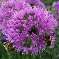 Millenium Allium (Ornamental Onion) - 1 Gallon Pot 17 Millenium Allium (Ornamental Onion) - 1 Gallon Pot -Garden Supplies Sales 2024 allium millenium 10 1