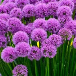 Millenium Allium (Ornamental Onion) - 6 Pack Of 1 Gallon Pots