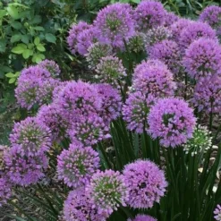 Millenium Allium (Ornamental Onion) - 1 Gallon Pot 13 Millenium Allium (Ornamental Onion) - 1 Gallon Pot -Garden Supplies Sales 2024 allium millenium 2 1
