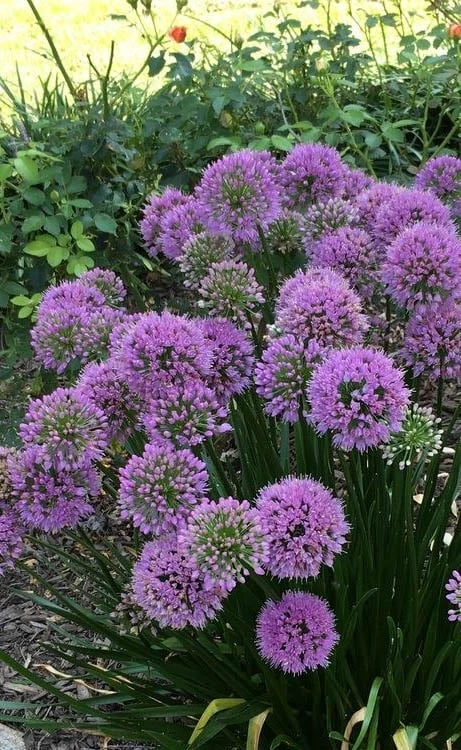 Millenium Allium (Ornamental Onion) - 6 Pack Of 1 Gallon Pots 4 Millenium Allium (Ornamental Onion) - 6 Pack Of 1 Gallon Pots - Image 4