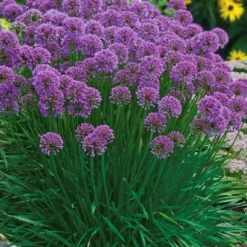 Millenium Allium (Ornamental Onion) - 6 Pack Of 1 Gallon Pots 16 Millenium Allium (Ornamental Onion) - 6 Pack Of 1 Gallon Pots -Garden Supplies Sales 2024 allium millenium 3