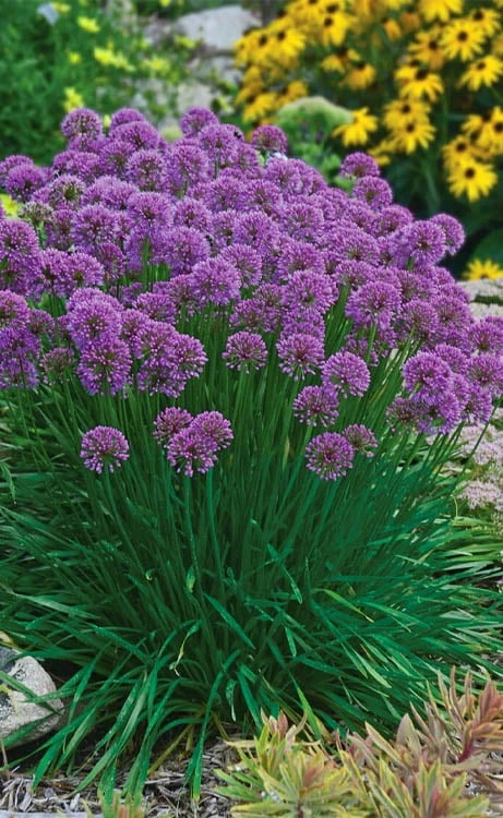 Millenium Allium (Ornamental Onion) - 6 Pack Of 1 Gallon Pots 7 Millenium Allium (Ornamental Onion) - 6 Pack Of 1 Gallon Pots - Image 7