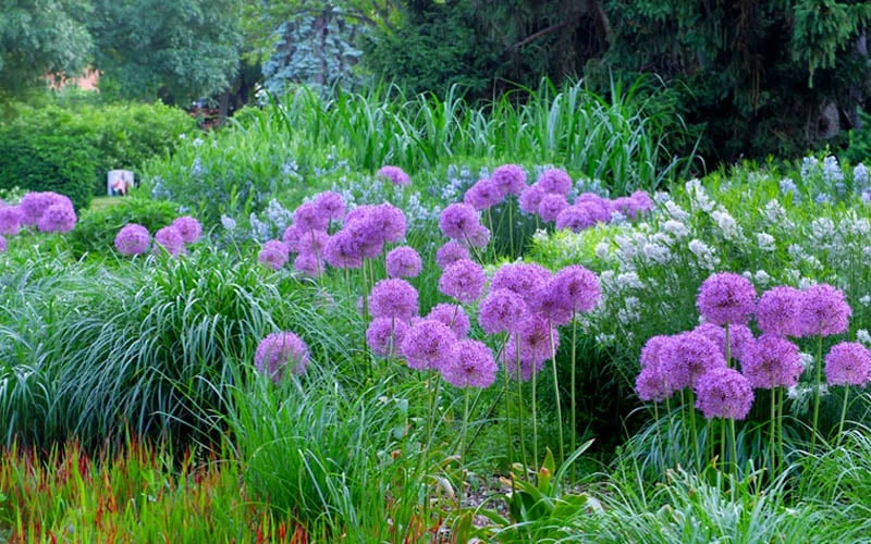 Millenium Allium (Ornamental Onion) - 1 Gallon Pot 5 Millenium Allium (Ornamental Onion) - 1 Gallon Pot - Image 5