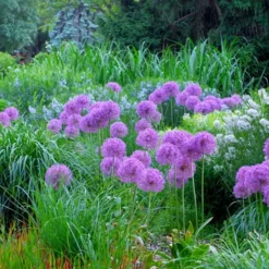 Millenium Allium (Ornamental Onion) - 6 Pack Of 1 Gallon Pots 14 Millenium Allium (Ornamental Onion) - 6 Pack Of 1 Gallon Pots -Garden Supplies Sales 2024 allium millenium 4