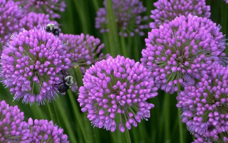 Millenium Allium (Ornamental Onion) - 1 Gallon Pot 6 Millenium Allium (Ornamental Onion) - 1 Gallon Pot - Image 6