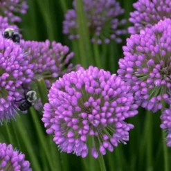 Millenium Allium (Ornamental Onion) - 6 Pack Of 1 Gallon Pots 15 Millenium Allium (Ornamental Onion) - 6 Pack Of 1 Gallon Pots -Garden Supplies Sales 2024 allium millenium 5