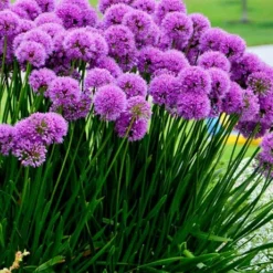 Millenium Allium (Ornamental Onion) - 1 Gallon Pot 19 Millenium Allium (Ornamental Onion) - 1 Gallon Pot -Garden Supplies Sales 2024 allium millenium 6 1
