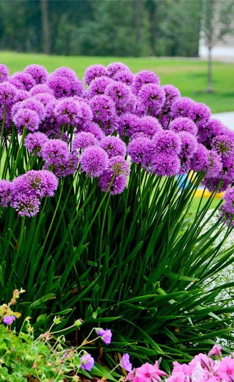 Millenium Allium (Ornamental Onion) - 6 Pack Of 1 Gallon Pots 10 Millenium Allium (Ornamental Onion) - 6 Pack Of 1 Gallon Pots - Image 10