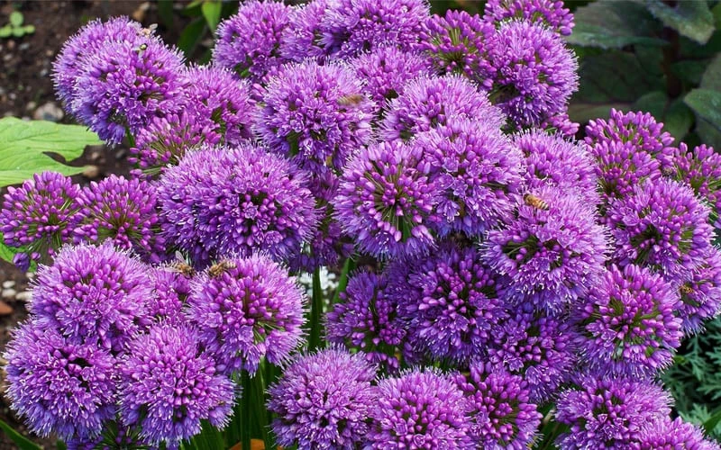 Millenium Allium (Ornamental Onion) - 1 Gallon Pot 9 Millenium Allium (Ornamental Onion) - 1 Gallon Pot - Image 9