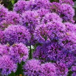 Millenium Allium (Ornamental Onion) - 6 Pack Of 1 Gallon Pots 18 Millenium Allium (Ornamental Onion) - 6 Pack Of 1 Gallon Pots -Garden Supplies Sales 2024 allium millenium 9