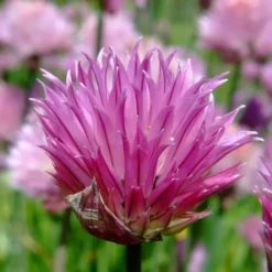 Chives Plant (Allium Schoenoprasum) - 5 Pack Of Quart Pots -Garden Supplies Sales 2024 allium schoenprasum chives 2