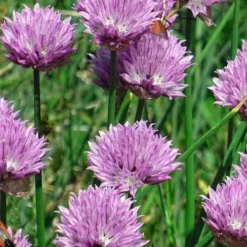 Chives Plant (Allium Schoenoprasum) - 5 Pack Of Quart Pots -Garden Supplies Sales 2024 allium schoenprasum chives 3