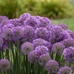 Serendipity Allium (Ornamental Onion) - 1 Gallon Pot -Garden Supplies Sales 2024 allium serendipity 2 800x500 1