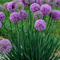 Serendipity Allium (Ornamental Onion) - 1 Gallon Pot -Garden Supplies Sales 2024 allium serendipity 500x750 1