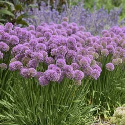 Serendipity Allium (Ornamental Onion) - 1 Gallon Pot -Garden Supplies Sales 2024 allium serendipity 800x500 1