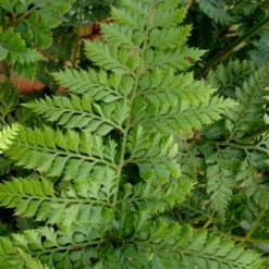 Shiny Bristle Fern - 1 Gallon Pot -Garden Supplies Sales 2024 arachnoides davalliaeformis shiny bristle fern 2 1