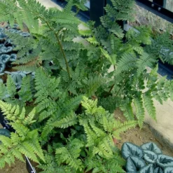 Shiny Bristle Fern - 1 Gallon Pot -Garden Supplies Sales 2024 arachnoides davalliaeformis shiny bristle fern 4 1