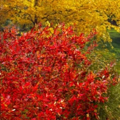 Brilliantissima Aronia (Red Chokeberry) - 3 Gallon Pot