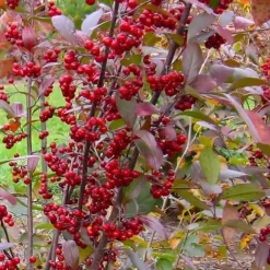 Brilliantissima Aronia (Red Chokeberry) - 3 Gallon Pot -Garden Supplies Sales 2024 aronia arbutifolia brilliantissima red chokeberry 2