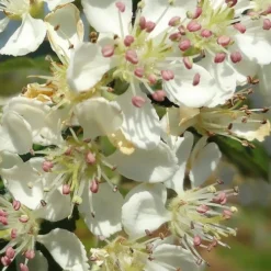 Brilliantissima Aronia (Red Chokeberry) - 3 Gallon Pot -Garden Supplies Sales 2024 aronia arbutifolia brilliantissima red chokeberry 5