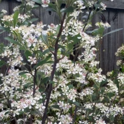 Brilliantissima Aronia (Red Chokeberry) - 3 Gallon Pot -Garden Supplies Sales 2024 aronia arbutifolia brilliantissima red chokeberry 8