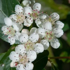 Red Chokeberry (Aronia Arbutifolia) - 3 Pack Of 1.5 Quart Pots -Garden Supplies Sales 2024 aronia arbutifolia red chokeberry 1