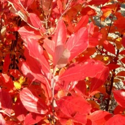 Red Chokeberry (Aronia Arbutifolia) - 1 Gallon Pot -Garden Supplies Sales 2024 aronia arbutifolia red chokeberry 3 1