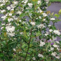 Red Chokeberry (Aronia Arbutifolia) - 3 Gallon Pot -Garden Supplies Sales 2024 aronia arbutifolia red chokeberry 4 2