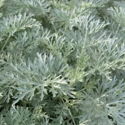 Powis Castle Artemisia - 5 Pack Of Quart Pots -Garden Supplies Sales 2024 artemisia powis castle 1 1