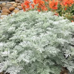 Powis Castle Artemisia - 1 Gallon Pot
