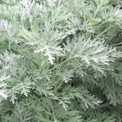 Powis Castle Artemisia - 1 Gallon Pot -Garden Supplies Sales 2024 artemisia powis castle 14