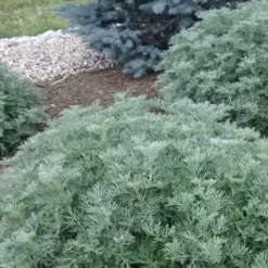 Powis Castle Artemisia - 5 Pack Of Quart Pots -Garden Supplies Sales 2024 artemisia powis castle 2 1