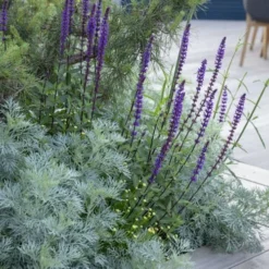 Powis Castle Artemisia - 1 Gallon Pot -Garden Supplies Sales 2024 artemisia powis castle 4