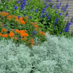 Powis Castle Artemisia - 5 Pack Of Quart Pots -Garden Supplies Sales 2024 artemisia powis castle 8 1