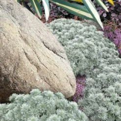 Silver Mound Artemisia - 1 Gallon Pot -Garden Supplies Sales 2024 artemisia schmidtiana silver mound 12 1