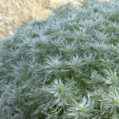 Silver Mound Artemisia - 1 Gallon Pot -Garden Supplies Sales 2024 artemisia schmidtiana silver mound 4 1