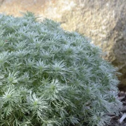 Silver Mound Artemisia - 5 Pack Of Quart Pots 11 Silver Mound Artemisia - 5 Pack Of Quart Pots -Garden Supplies Sales 2024 artemisia schmidtiana silver mound 5