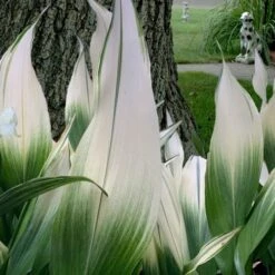 Snowcap Cast Iron Plant (Aspidistra Elatior 'Snowcap') - 3 Gallon Pot