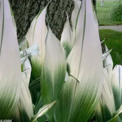 Snowcap Cast Iron Plant (Aspidistra Elatior 'Snowcap') - 3 Gallon Pot -Garden Supplies Sales 2024 aspidistra elatior snow cap cast iron plant 2