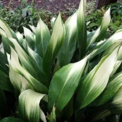 Snowcap Cast Iron Plant (Aspidistra Elatior 'Snowcap') - 3 Gallon Pot -Garden Supplies Sales 2024 aspidistra elatior snow cap cast iron plant 3